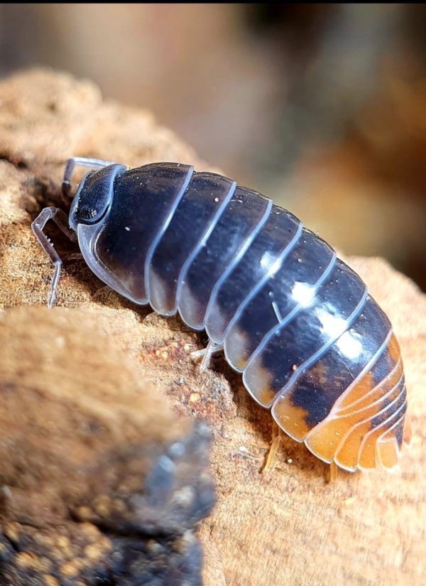 Periscyphis sp. “Hallaniyat Island, Oman”