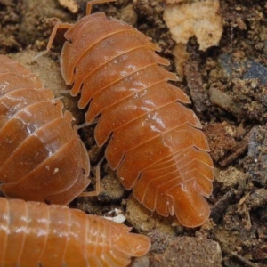 Armadillidae orange soda