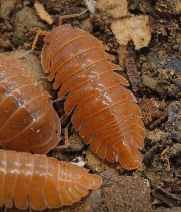 Armadillidae orange soda