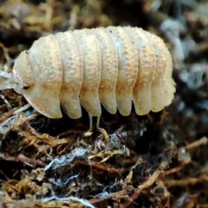 Armadillidium nahumi