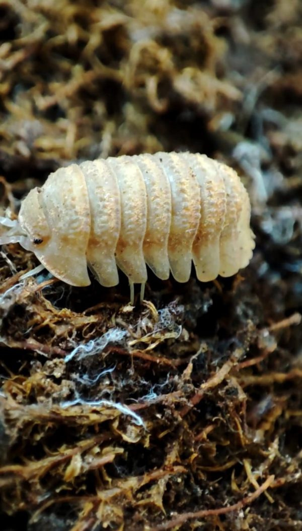 Armadillidium nahumi