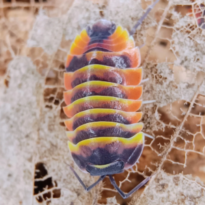Ardentiella